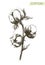 Pencil drawing of cotton branch on white background