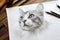 Pencil drawing cute cat on paper sheet, photorealistic portrait of pet, illustration. Painted animal on white background. Concept