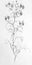 Pencil drawing flower Cypripedium