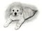 Pencil Drawing Golden Retriever Puppy