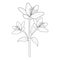 pencil drawing lilys, simple lily flower drawing for kids, lily flower coloring page for children