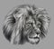 Pencil drawing of Lion head. Realistic monochrome detailed drawing of an animal