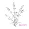 Pencil Drawn Vector Illustration of a Lavender