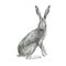 Pencil illustration. Hare. Forest animals. Freehand drawing, sketch