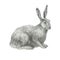 Pencil illustration. Hare. Forest animals. Freehand drawing, sketch