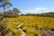 Pencil Pine to Ronny Creek boardwalk - Cradle Mountain