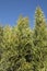 Pencil Plant Against Blue Sky