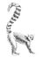 Pencil Sketch Lemur, madagascar