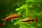 Pencilfish male and female, Nannostomus beckfordi red, Brazilian ornamental blackwater fish from Rio Negro