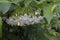 Pendant Water Jasmine Flowers in a Cluster Hanging From Delicate Green Stems