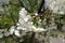 Pendent white flowers on branch of cherry