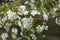 Pendent white flowers of cherry in spring