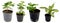 Pendle group of ornamental plants in pots on a white background