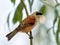 Penduline tit during construction of suspended nest