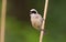 Penduline tit, Remiz. Bird sings sitting on a reed. Bird on a green background