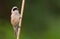 Penduline tit, Remiz. Bird sings sitting on a reed. Bird on a green background