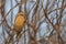 Penduline Tit on Tree