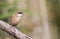 Penduline Tit on Tree Branch