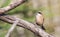 Penduline Tit on Tree Branch