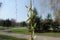Pendulous branch of weeping willow with catkins