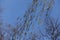 Pendulous branches of birch with catkins against the sky