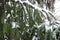 Pendulous branches of spruce covered with snow