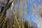 Pendulous branches of weeping willow with catkins in spring