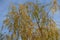 Pendulous branches of young willow with yellow leaves in autumn