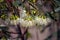 Pendulous cream blossoms of the Australian native Tall Sand Mallee, Eucalyptus eremophila