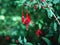 Pendulous flower Fuchsia regia at bloom in garden. Bokeh