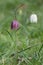 Pendulous flowers of the snakehead fritillary