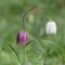 Pendulous flowers of the snakehead fritillary