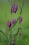 Pendulous flowers of the snakehead fritillary