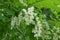 Pendulous racemes of flowers of black locust in spring