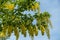 Pendulous racemes of yellow Laburnum flowers