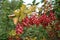 Pendulous red berries of Berberis vulgaris