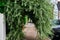 A pendulous willow leaved pear tree (pyrus salicifolia - pendula) forms a tunnel on the pavement