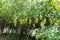 Pendulous yellow flowers of Berberis vulgaris