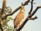 With penetrating gaze Changeable hawk Eagle Watches over the surrounding area for prey.