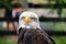 Penetrating gaze of an Eagle