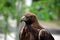 Penetrating gaze of an Eagle