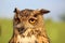 The penetrating gaze of the eagle owl