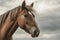 Penetrating horse\\\'s gaze against cloudy sky, framed by wild mane