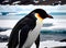 Penguin Antarctica hdr sharp detailed UHD K.