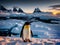 Penguin Antarctica sunset modern art duotone detailed