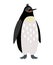 Penguin arctic animal cartoon icon