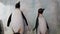 Penguin Background