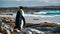 penguin on the beach a big king penguin walking towards the blue water of the Atlantic ocean on a rocky shore in Falkland