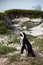 Penguin on beach looking off in distance
