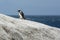 Penguin Beach, South Africa